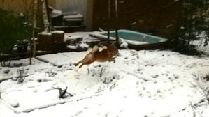shiba-neige-yoshi10