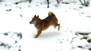 shiba-neige-yoshi3