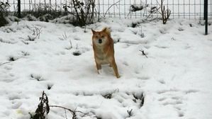 shiba-neige-yoshi6