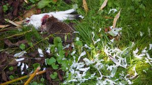 Pigeon dévoré par un hérisson