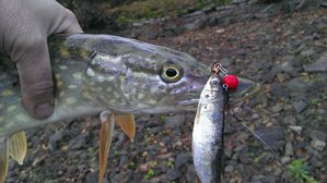 brochet-martinet-281111a