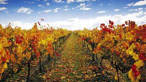 Automne-dans-les-vignes.jpg
