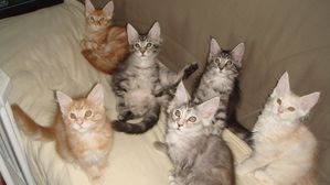 9-Coonie's family