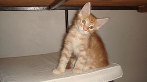 6-12-Finnegan