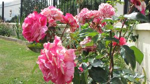 jardin-8688.JPG