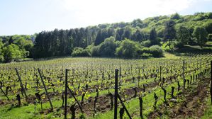 Vignes Ancy-sur-Moselle