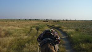 113 : Camel safari, desert du Thar
