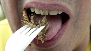 insectes-repas.jpg