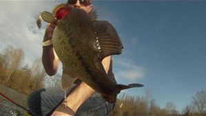 Bass Kompact 3