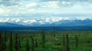 Une famille russe a vécu dans la nature pendant 40 ans et n'a pas entendu parler de la seconde guerre mondiale Taiga-plain-via-Wikipedia-615x345