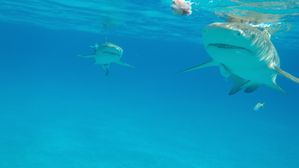 requin bahamas 043