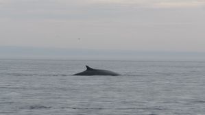 sur-la-route-des-baleines 1275