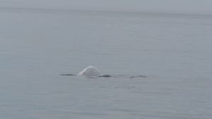 sur-la-route-des-baleines 1288