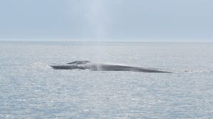 sur-la-route-des-baleines 1297