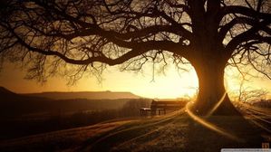 arbre-banc-coucher-soleil-550x309.jpg