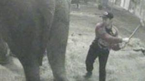 CIRQUE ANNE elephant martyr