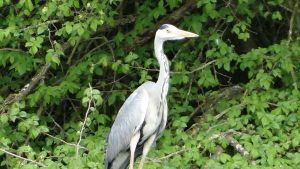 heron 2013