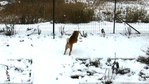 shiba-neige-yoshi2