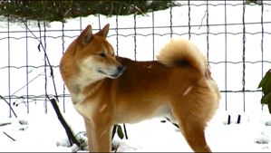 shiba-neige-yoshi8