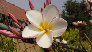 Fleur de frangipanier - Pakse