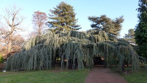 Arboretum