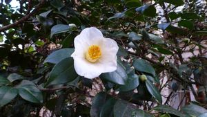 Camelia