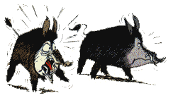 sanglier