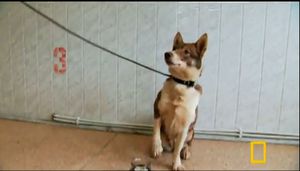 sulimov-dog-chien2