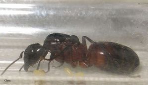 Fourmi Camponotus ligniperdus