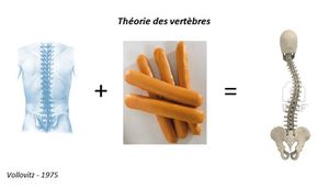 Theorie-des-vertebres.jpg