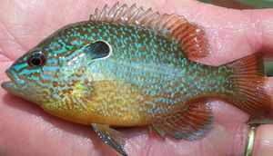 LongearSunfishBartCarter