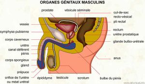 Augmenter le membre comme chez le porno de lacteur