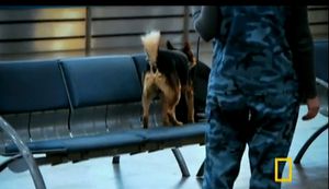 sulimov-dog-chien-cherche-explosifs-bombe