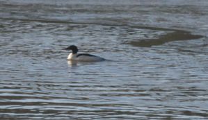Bi--vre-Naussac-14-janv-2012.jpg