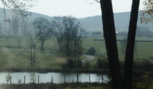 arbres route