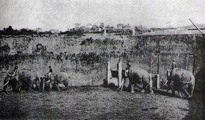 Eléphants amenés à l'arène