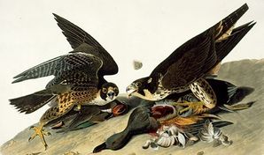 audubonx