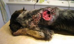 chien-castelsarrasin-vise-au-fusil-de-chasse.jpg