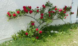 rosier-jardin_02.jpg