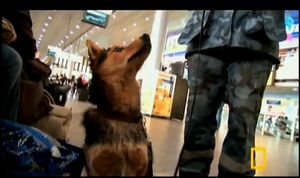 sulimov-dog-chien3