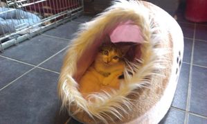 Sookie1.jpg