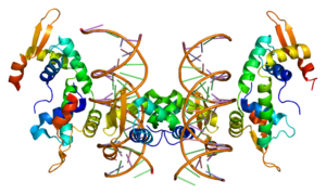 Proteine-FOXP2