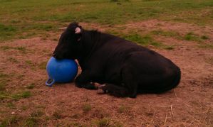 FADJEN ET SON BALLON