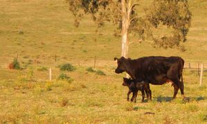 Kyogle 057