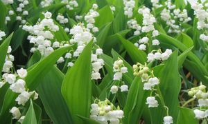 Muguet du 1er mai BlogOuvert