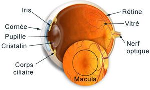 oeil