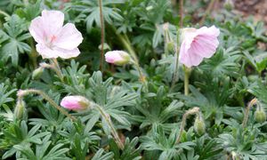 géranium vivace (fleurs)