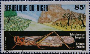 Criquet Niger
