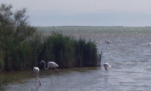 Etang de Vaccarès (2) - Copie