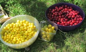 cueillettes-prunes.png